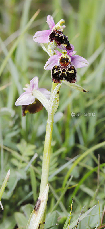 晚蜘蛛兰(Ophrys holosterica)